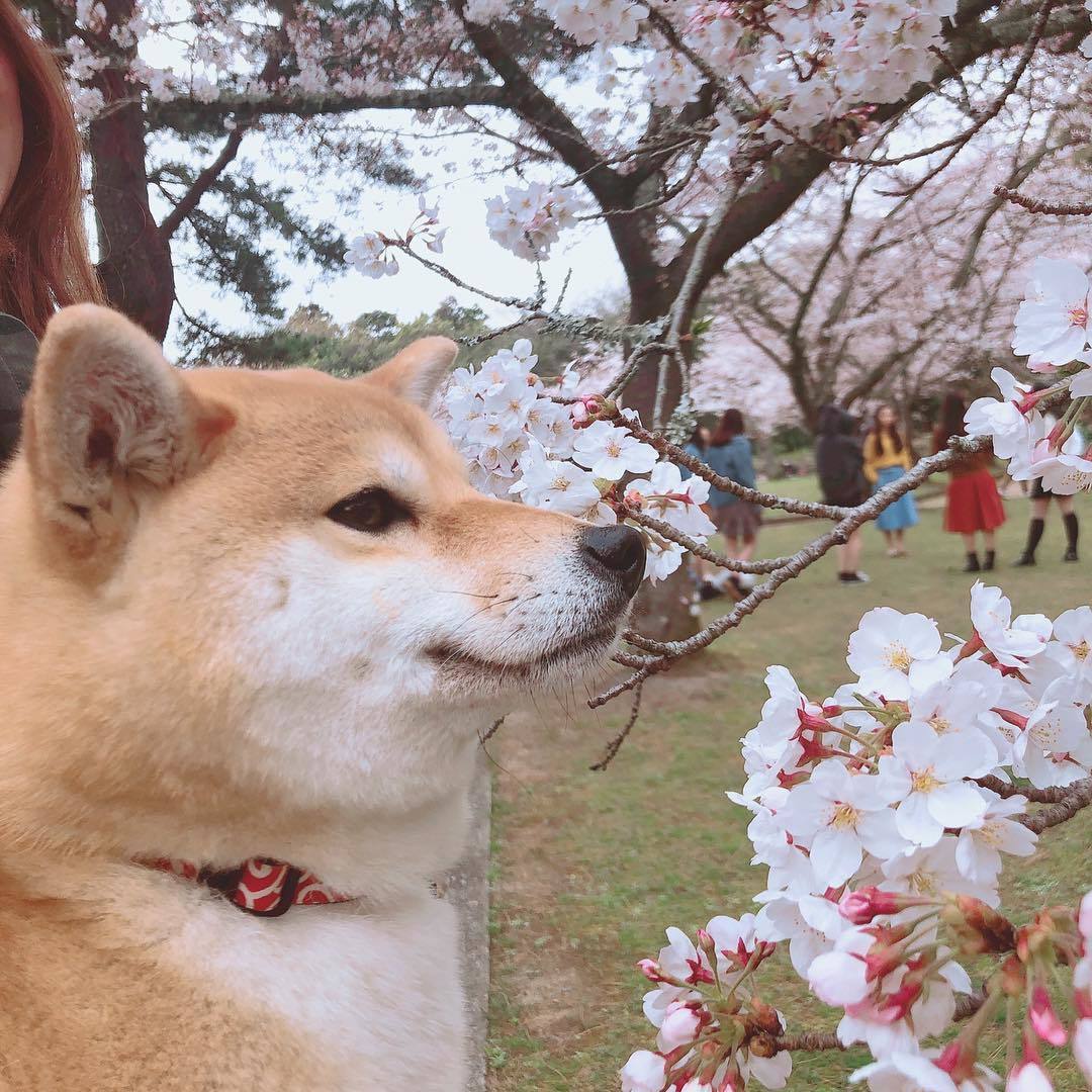 イッヌ、お花見をする 	: みじかめっ！なんJ