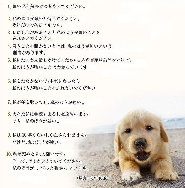 犬 本気を出したら私の方が強いことを忘れないでください ワイ みじかめっ なんj