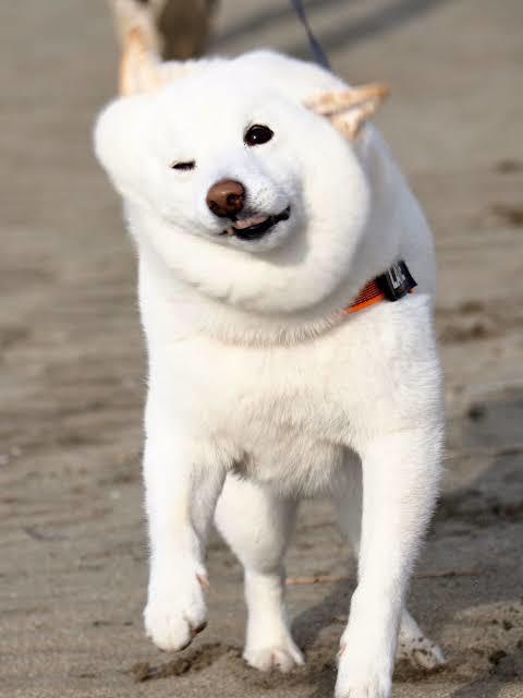 【悲報】ビートたけしみたいな犬、見つかる: みじかめっ！なんJ