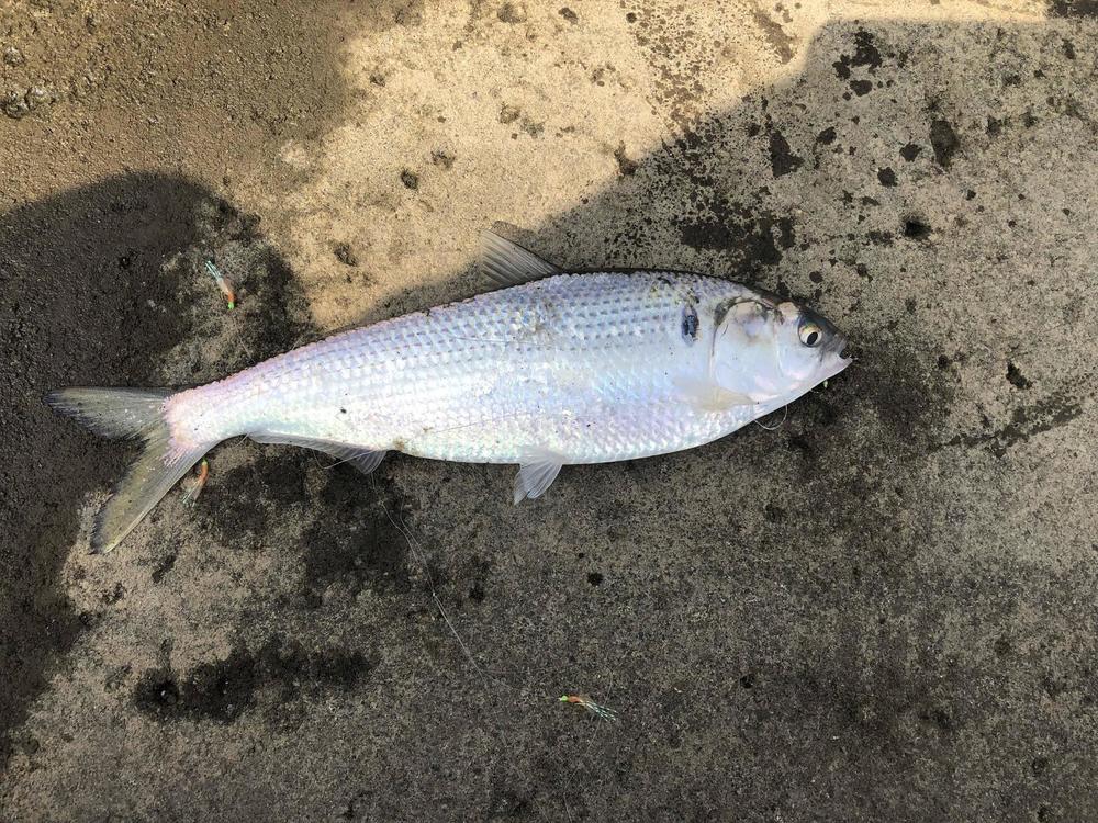 お魚つれたったωωωωωωωωωωωω 	: みじかめっ！なんJ