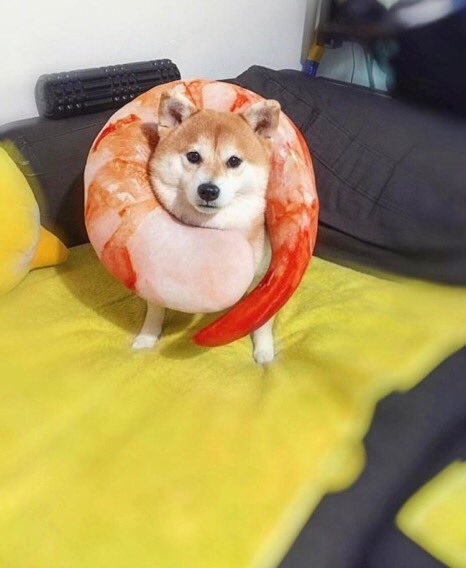 イッヌかわヨｗ🐕 	: みじかめっ！なんJ