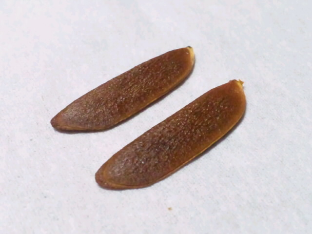 柿ピーのピーって要らなくねえか？: みじかめっ！なんJ