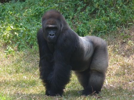 ゴリラって筋トレしてないのになんでムキムキなんや みじかめっ なんj