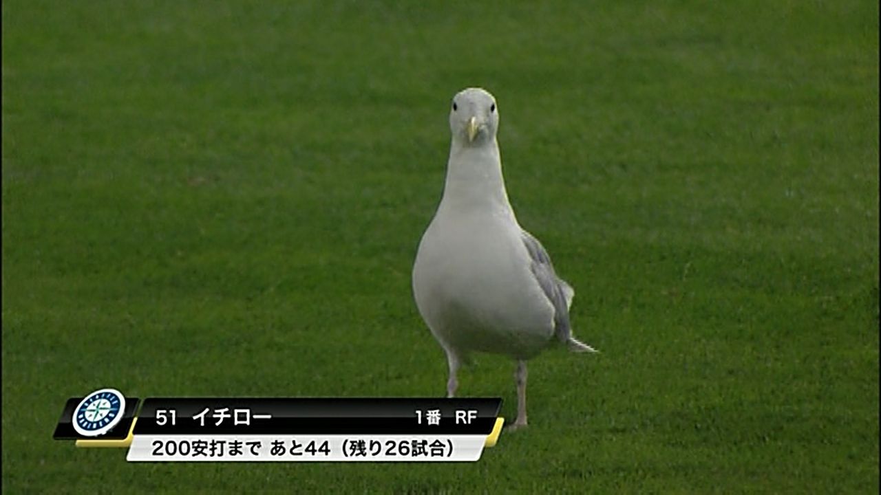 朗報 日本人メジャーリーガー 鳥だった みじかめっ なんj