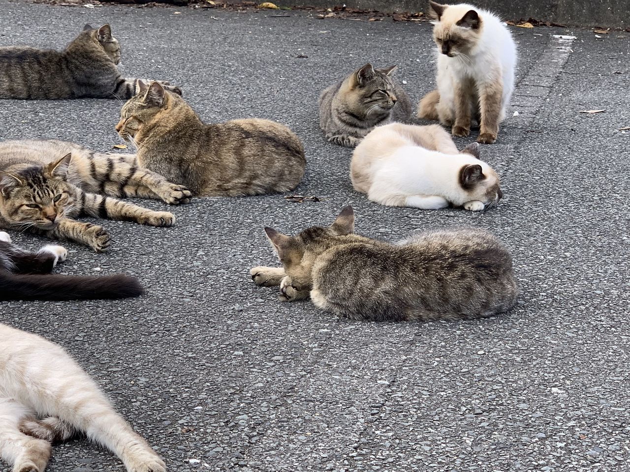 ネッコが集会してたンゴ みじかめっ なんj