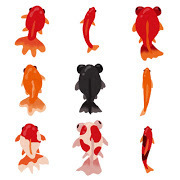 【朗報】ワイ君、金魚を飼い始めてしまう！うーん、このｗ: みじかめっ！なんJ