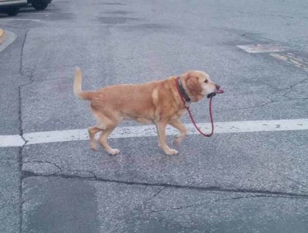 【悲報】イッヌ、相次ぐ非常識飼い主動画にブチ切れ「もう人間に散歩は任せられない」 	: みじかめっ！なんJ